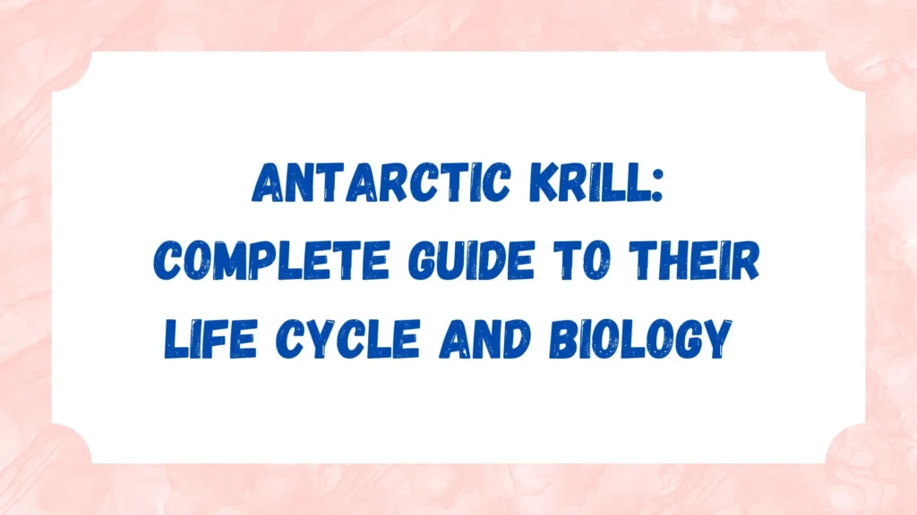 Antarctic Krill: Complete Guide to Their Life Cycle and Biology